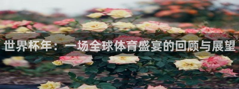 世界杯48支球队赛制：世界杯年：一场全球体育盛宴的回顾与展望